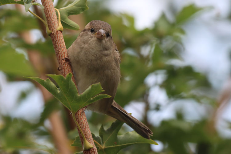 Passer domesticus: Bild 12