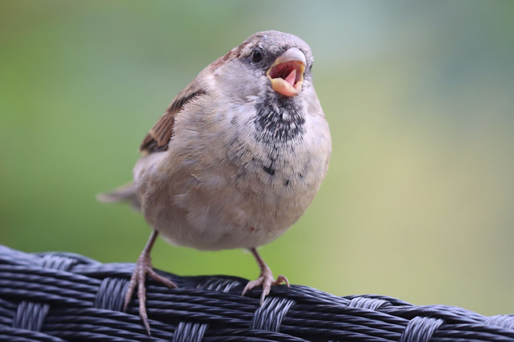 Passer domesticus: Bild 13