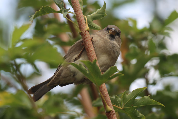 Passer domesticus: Bild 15