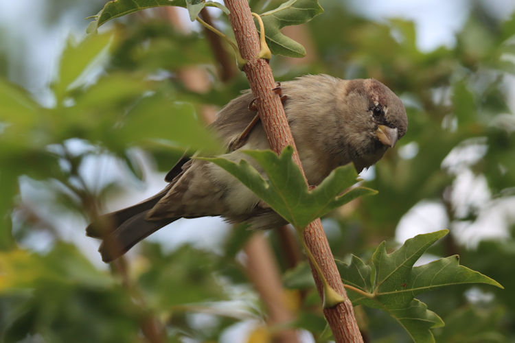 Passer domesticus: Bild 16