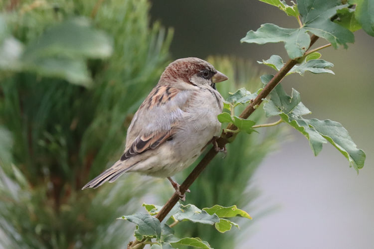 Passer domesticus: Bild 17