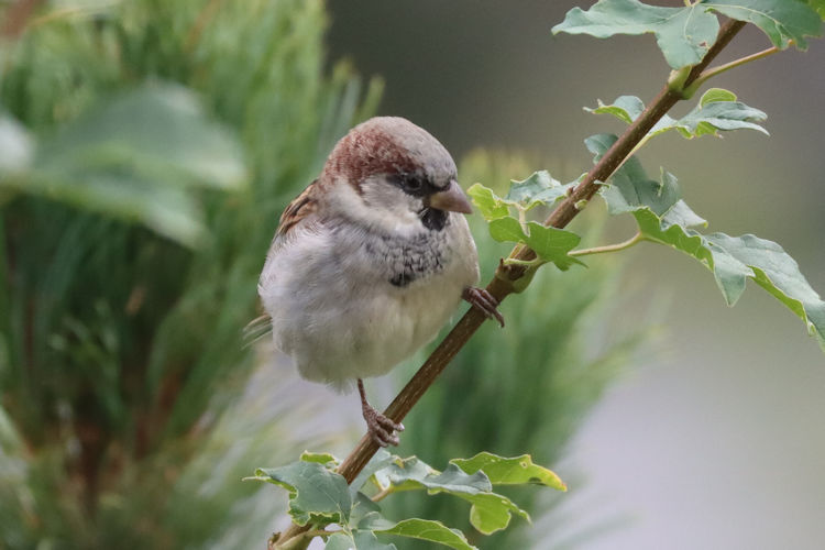 Passer domesticus: Bild 18