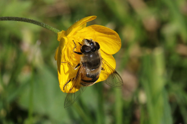 Eristalis tenax: Bild 1