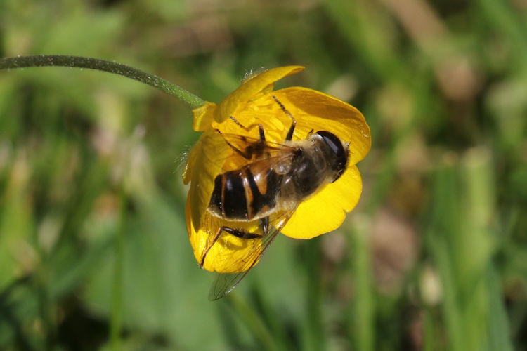 Eristalis tenax: Bild 2