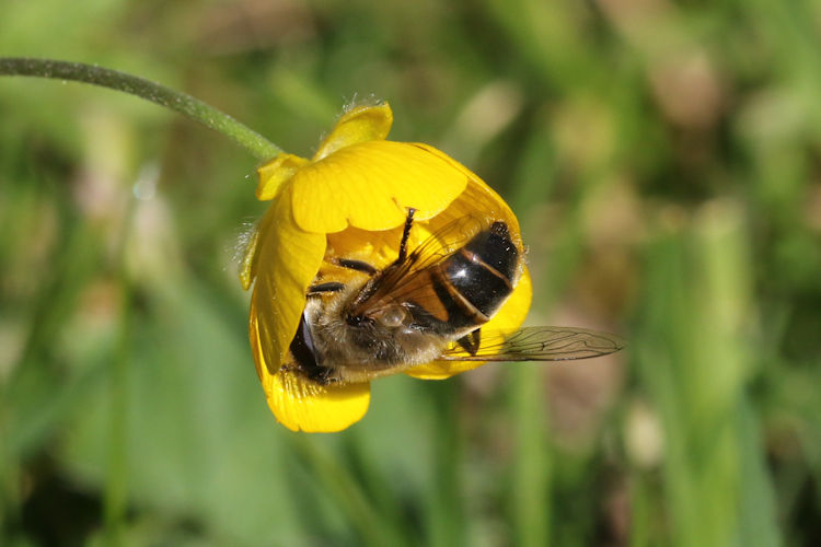 Eristalis tenax: Bild 4