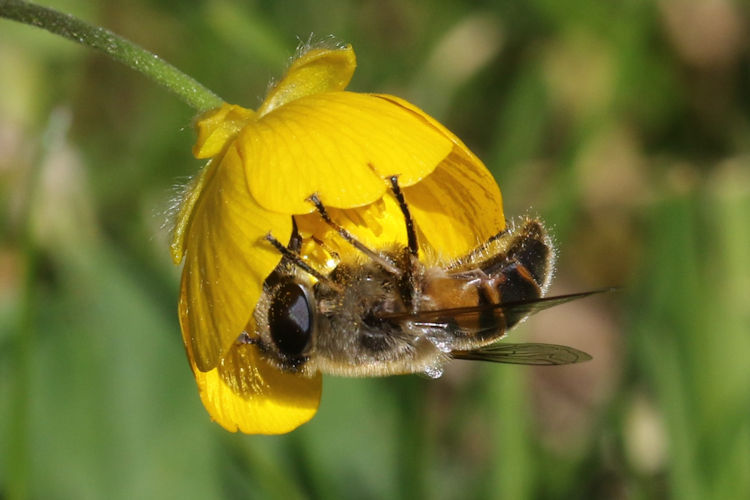 Eristalis tenax: Bild 5