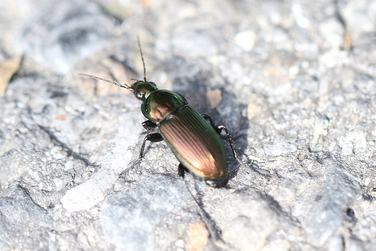 Poecilus cupreus: Bild 2