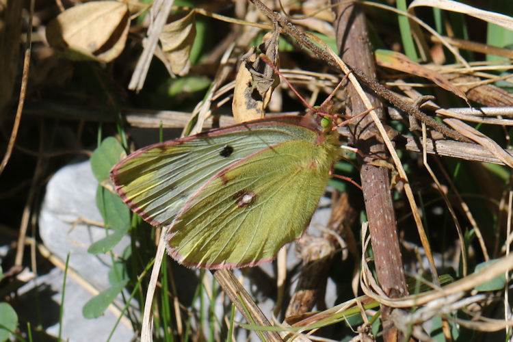 Colias alfacariensis: Bild 14