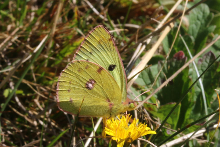 Colias alfacariensis: Bild 11