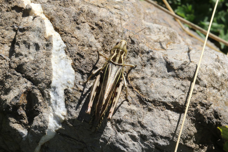 Arcyptera fusca: Bild 5