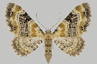 Eupithecia pulchellata
Aargauer Rheintal (Entomo Helvetica 7/2014)
Höhe: - 600 m
Flugzeit: 5,6,7