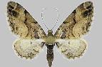 Eupithecia sinuosaria
Einwanderer: O-Schweiz, Engadin, M�nstertal, N-Tessin
Höhe: - 2000 m
Flugzeit: 5,6,7,8