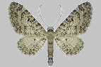 Eupithecia gemellata
Wallis, Tessin, Misox, Puschlav
Höhe: 
Flugzeit: 5,6,7,8