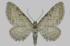 Eupithecia pernotata
Wallis, Graub�nden (TI: nur ein Fundort)
Höhe: - 2000 m
Flugzeit: 5,6