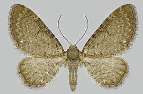 Eupithecia valerianata
Jura, Mittelland, N-Voralpen
Höhe: - 1500 m
Flugzeit: 6,7