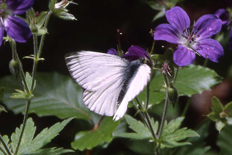 Pieris bryoniae debrosi: Bild 1