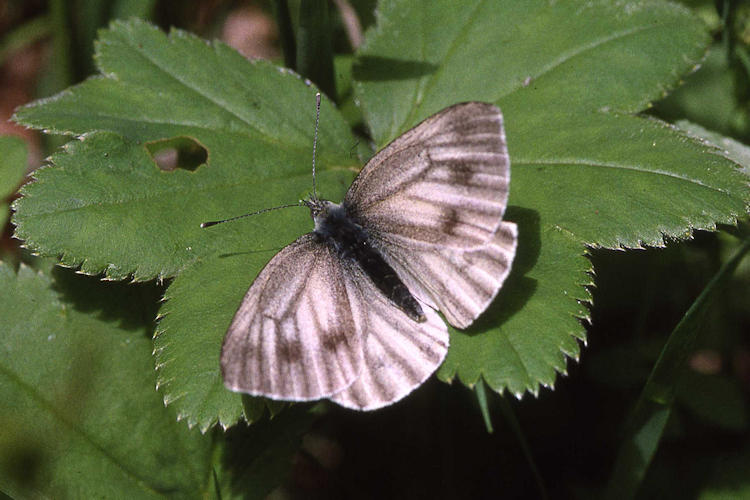 Pieris bryoniae debrosi: Bild 2