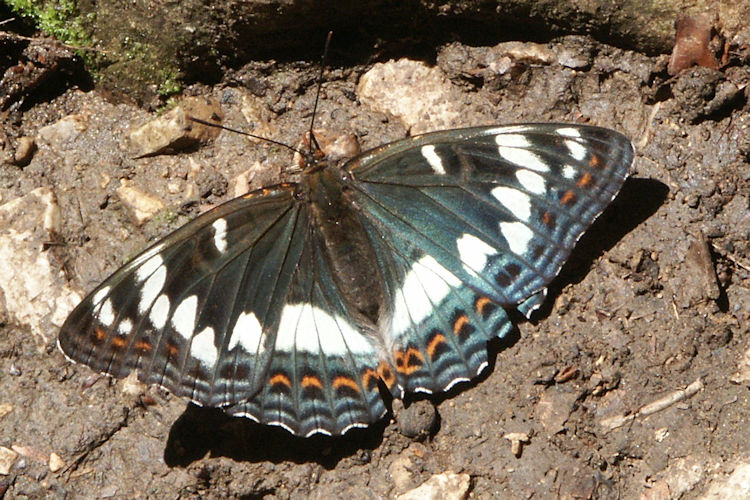 Limenitis populi: Bild 14