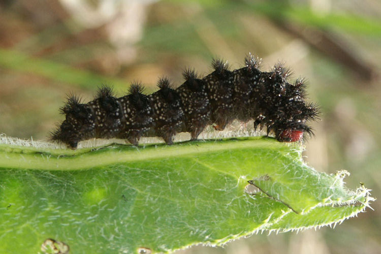 Melitaea ornata ogygia: Bild 1