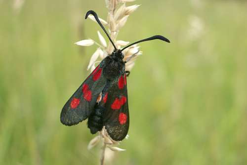 Zygaena trifolii: Bild 2