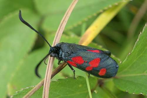 Zygaena trifolii: Bild 1