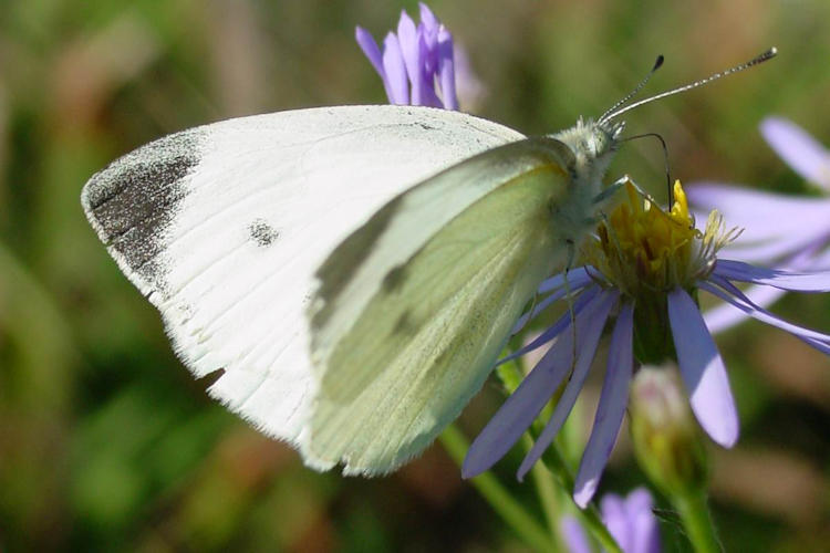 Pieris rapae yunnana: Bild 1