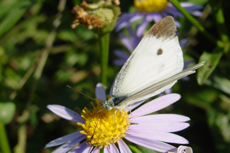 Pieris rapae yunnana: Bild 2