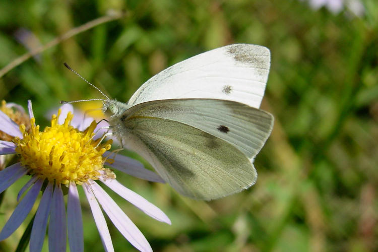 Pieris rapae yunnana: Bild 3