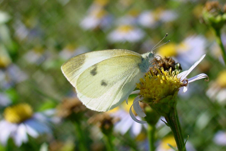 Pieris rapae yunnana: Bild 6