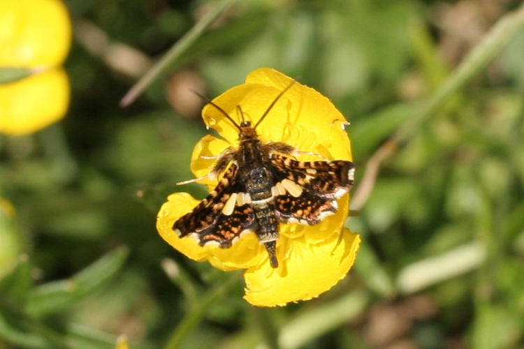 Thyris fenestrella: Bild 1