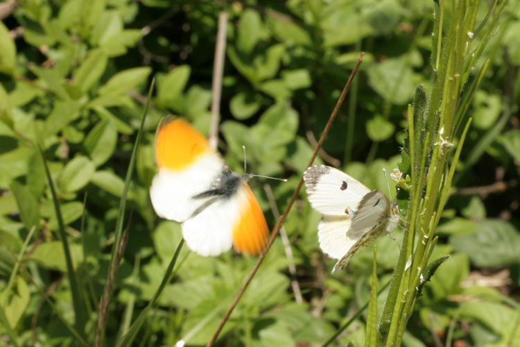 Anthocharis cardamines: Bild 23