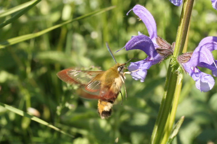 Hemaris fuciformis: Bild 10