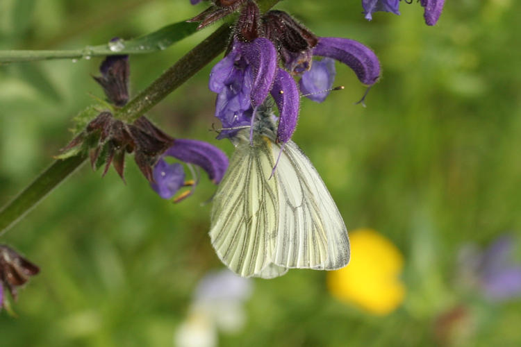 Pieris napi: Bild 19