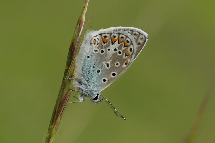 Polyommatus icarus: Bild 62