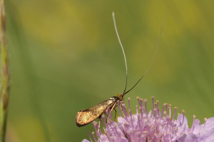 Nemophora metallica: Bild 2