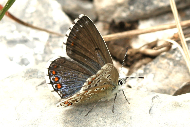 Polyommatus bellargus: Bild 13