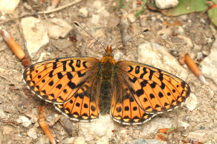 Boloria euphrosyne: Bild 1