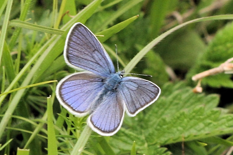 Cyaniris semiargus: Bild 2