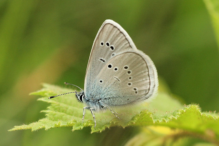 Cyaniris semiargus: Bild 14