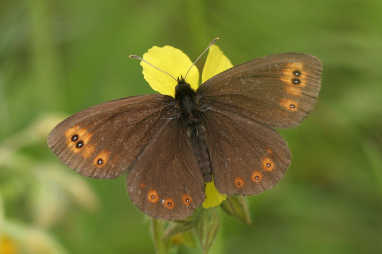 Erebia medusa medusa: Bild 1