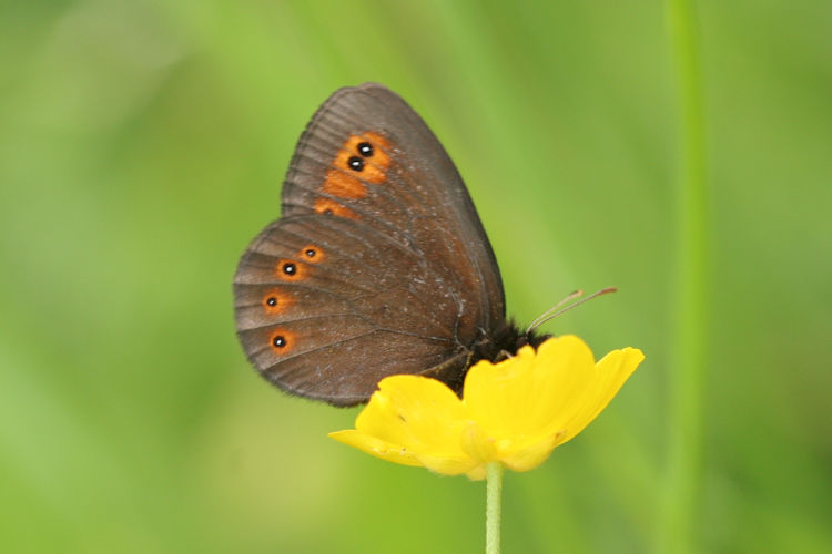 Erebia medusa medusa: Bild 6