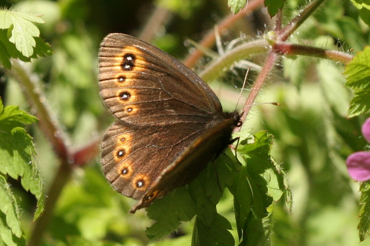 Erebia medusa medusa: Bild 5