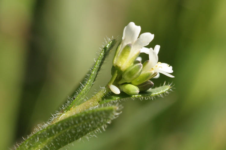 Anthocharis cardamines: Bild 1