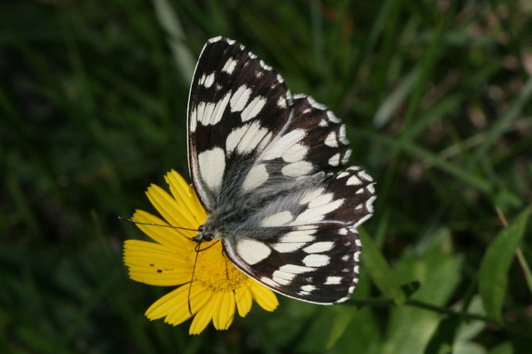 Melanargia galathea: Bild 3