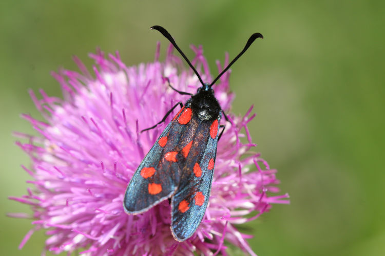 Zygaena transalpina: Bild 1