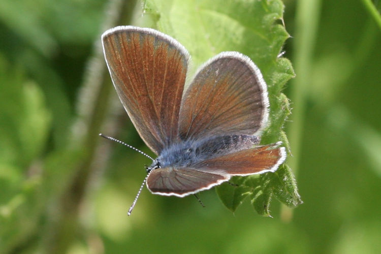 Cyaniris semiargus: Bild 10