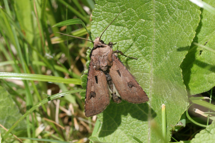 Agrotis exclamationis: Bild 7