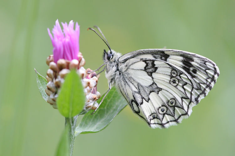 Melanargia galathea: Bild 11