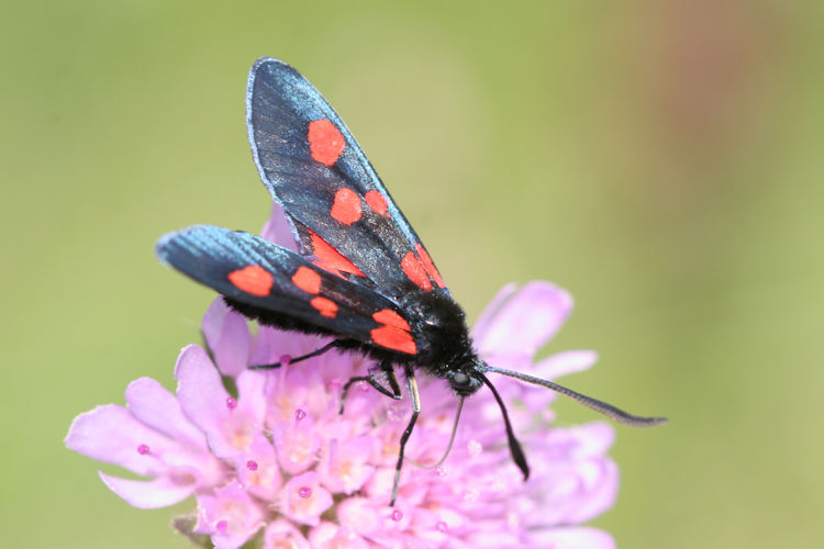 Zygaena lonicerae: Bild 3