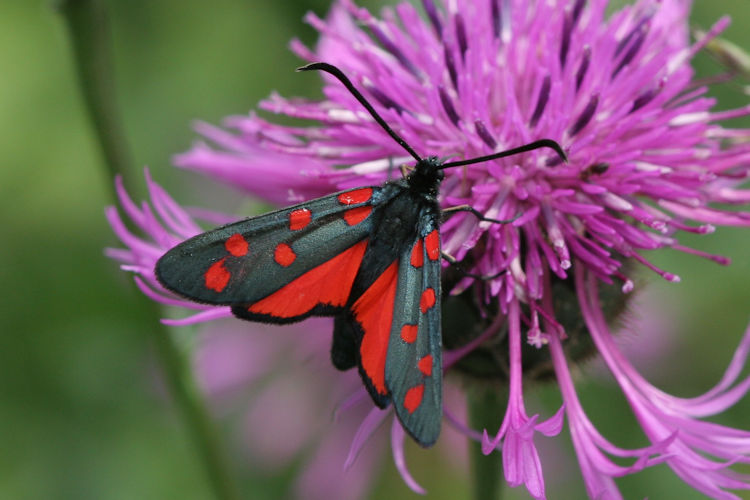 Zygaena transalpina: Bild 2